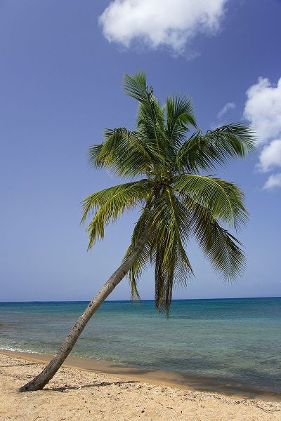 Puerto Rico-Vieques Coconut palm tree on Green Beach